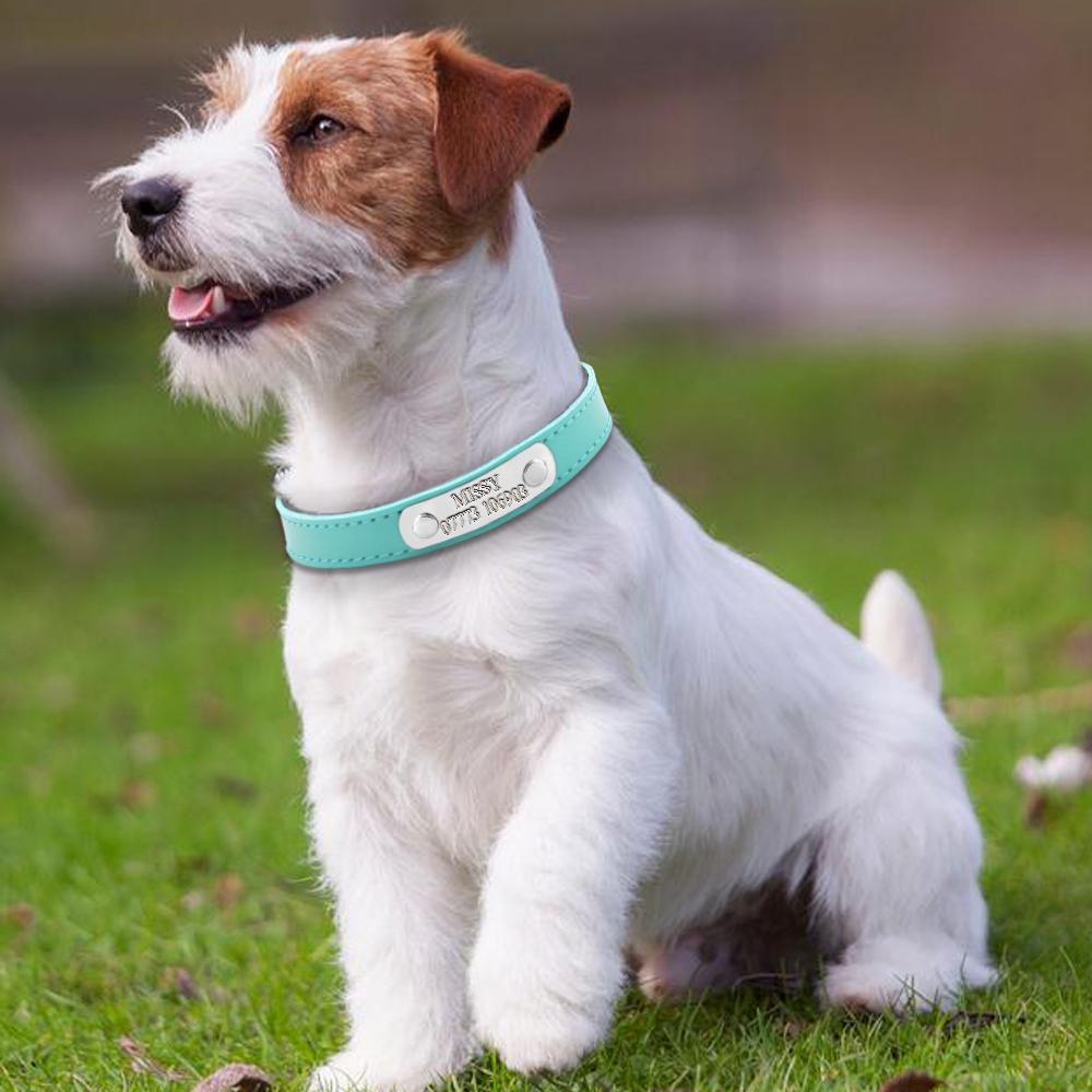 Gift Your Pet a Personalized Collar [Protect Your Pet]