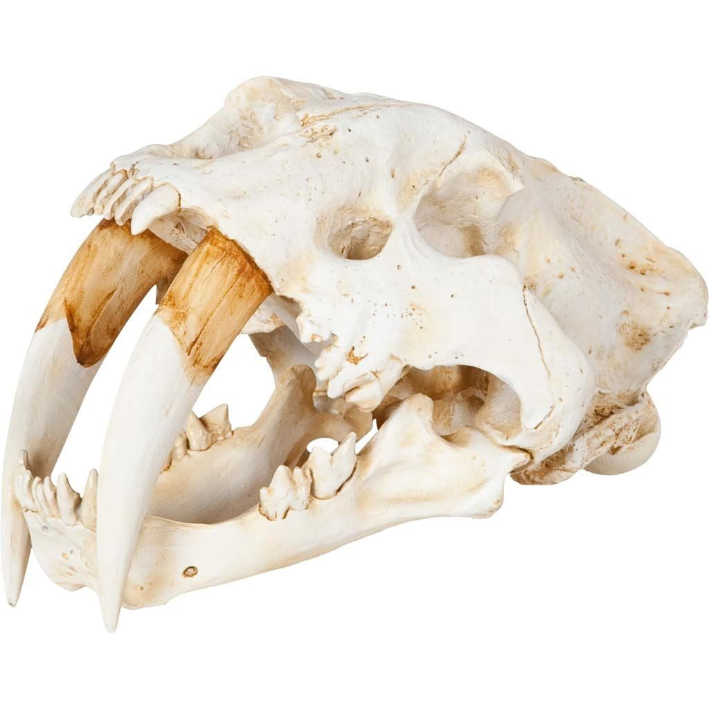 Authentic Replica Sabertooth Skull Sculpture - 99fab 