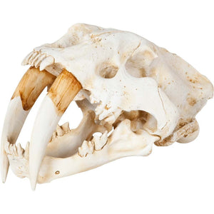 Authentic Replica Sabertooth Skull Sculpture