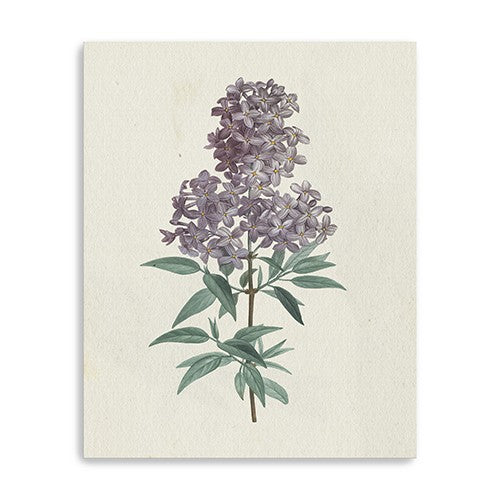 Singular Purple Blossom Branch Unframed Print Wall Art - 99fab 