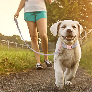 Personalized Adjustable Dog Collar with Leash and Custom Pet Name ID Free Engraving